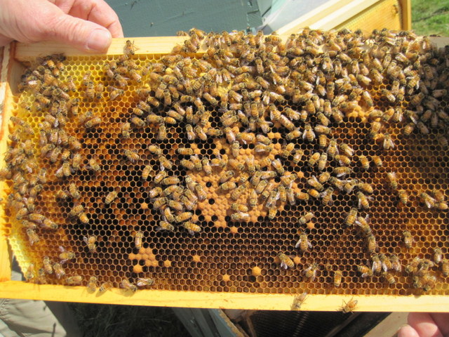 typical small brood frame