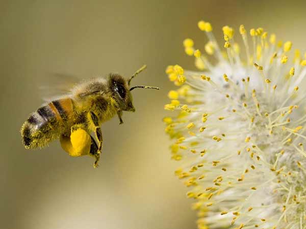 gathering pollen